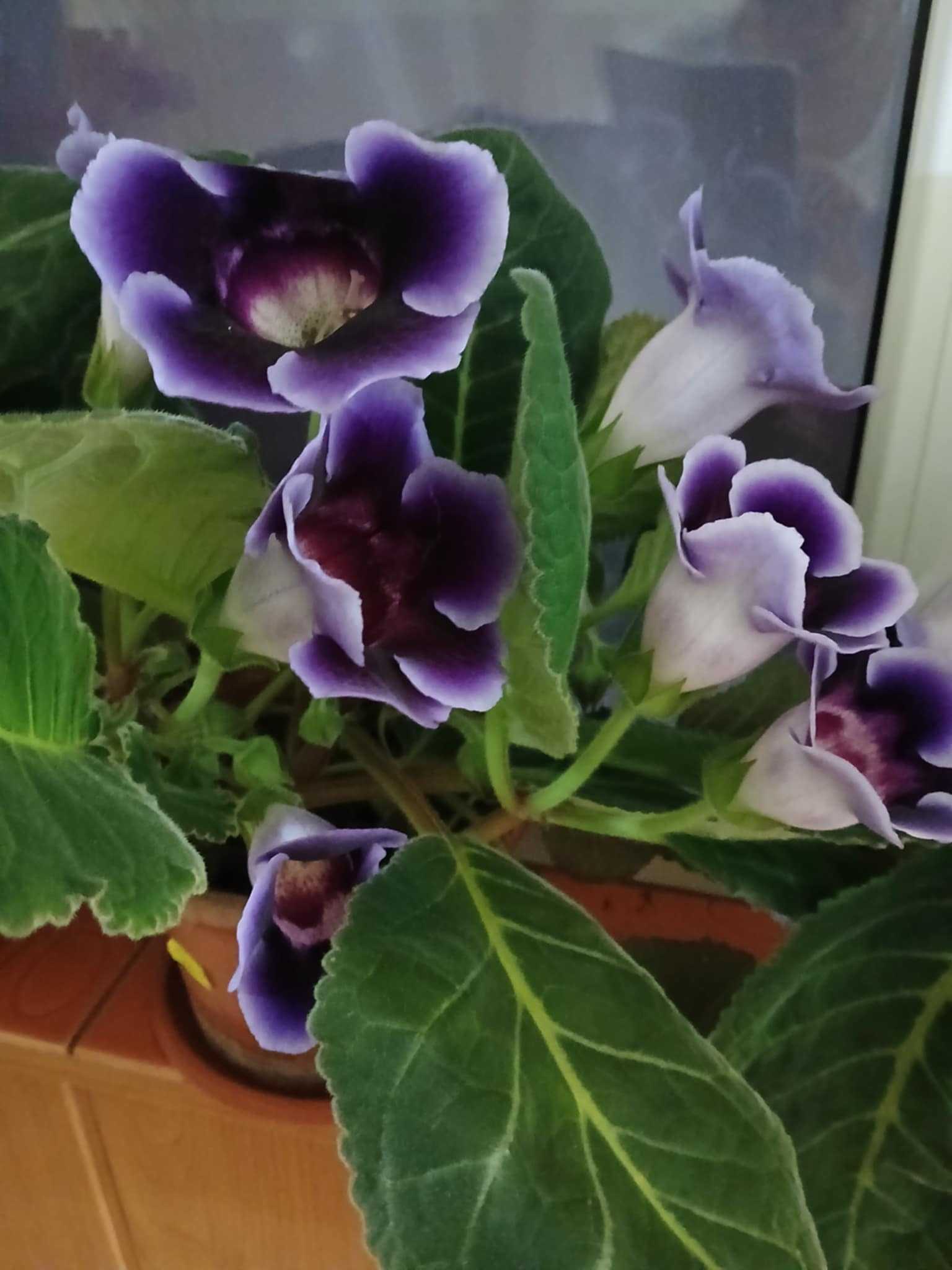 Vând flori de glossynia,yuca,lacrima Maicii Domnului