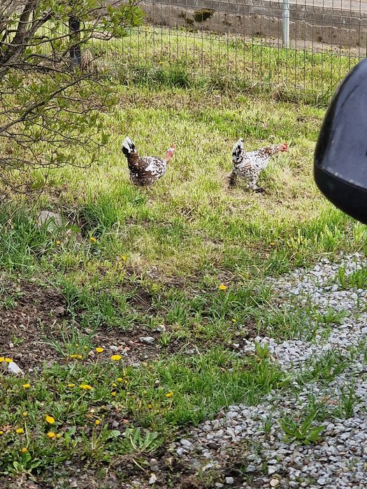 Ouă de vânzare gainuse mi de flori