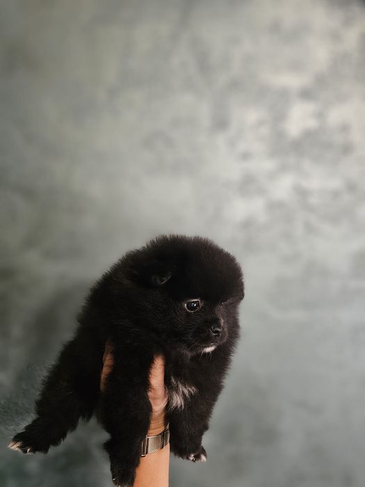 Pomeranian fetita