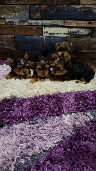 Йокширски териер