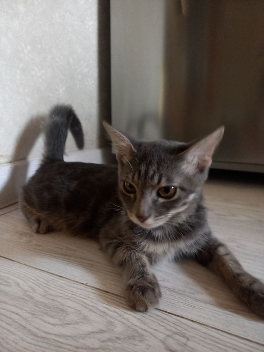 Отдам кошка и кота в хорошие руки