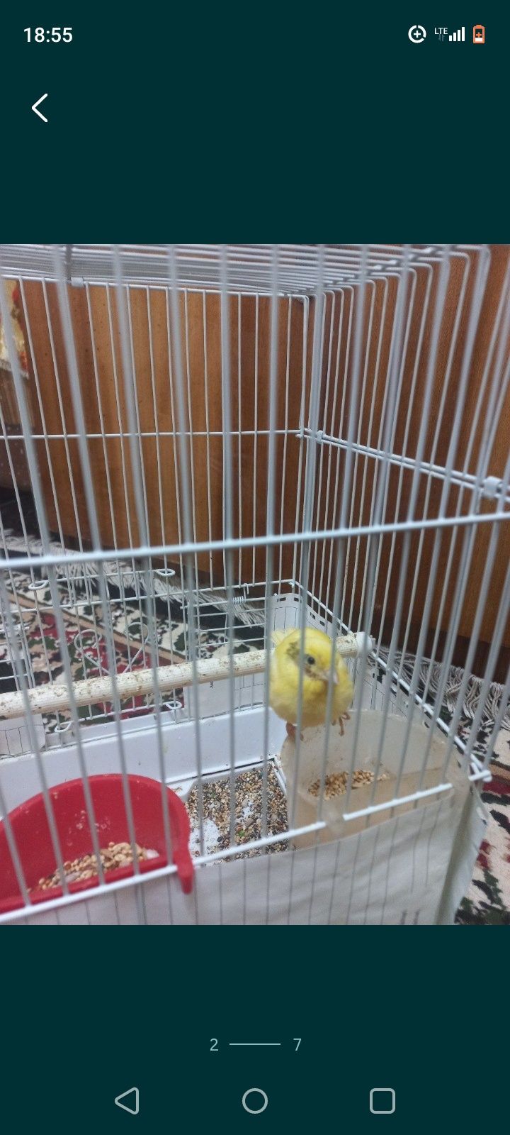Kanareykalar Maladoy 2 oylikdan oshdi nar modalari bor