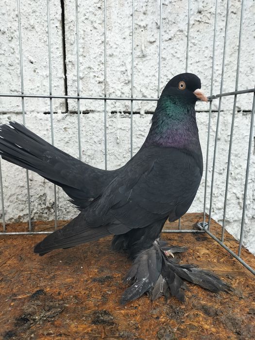 Porumbei roller persan