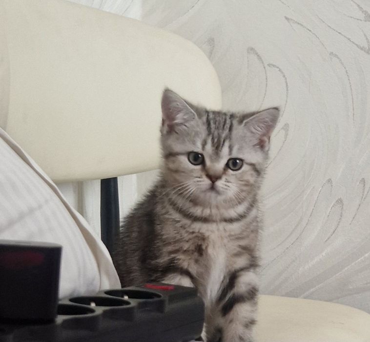 Скоттиш страйт  котёнок,мальчик