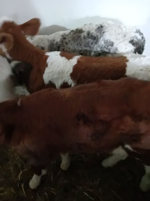 Vitea belgiană și baltate