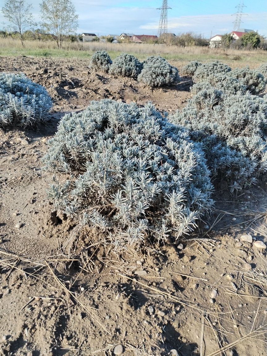 Plante lavanda de 1-5 ani