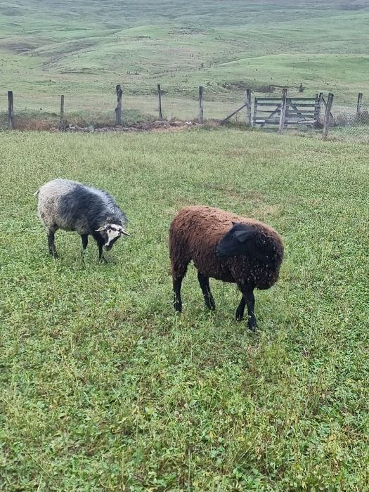 Vând mioara gestantă