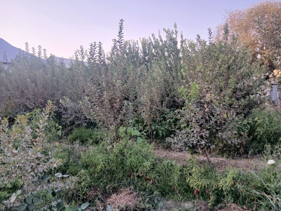 10 sotix yer, 4-5 sotixdan bo'linib ham sotiladi.