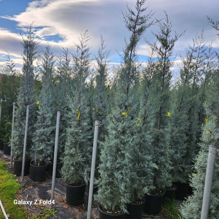 Leylandii, Arizonica,Goldcrest gard viu plante inradacinate in ghiveci