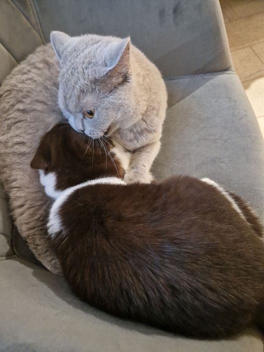 British Bicolor 5 luni