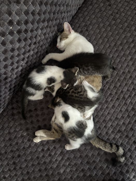 Pisici spre adoptie
