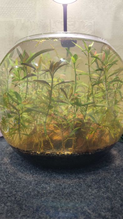Аквариум с криветками, с растениями