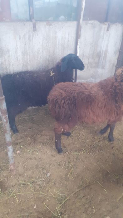 Қой сатылыды семіз