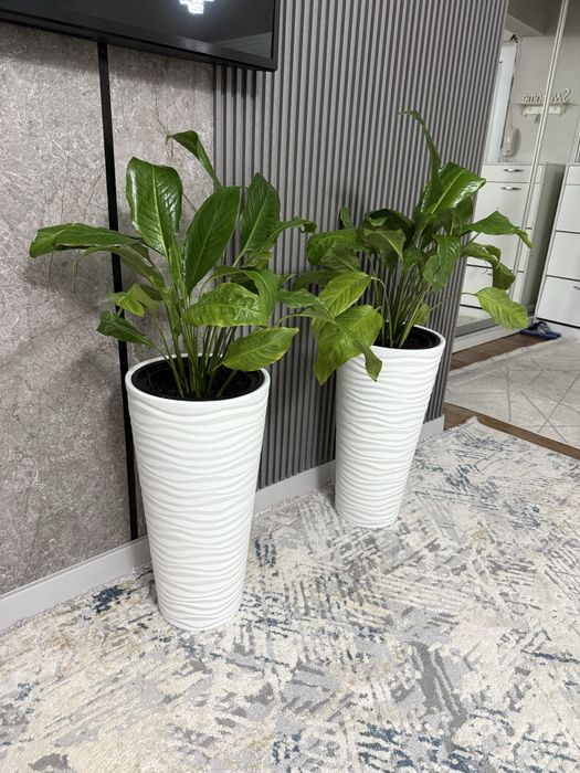 Растение цветок женское счастье