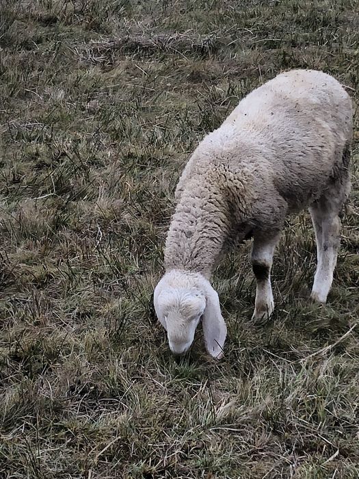 Vând berbecuți Bergamasca