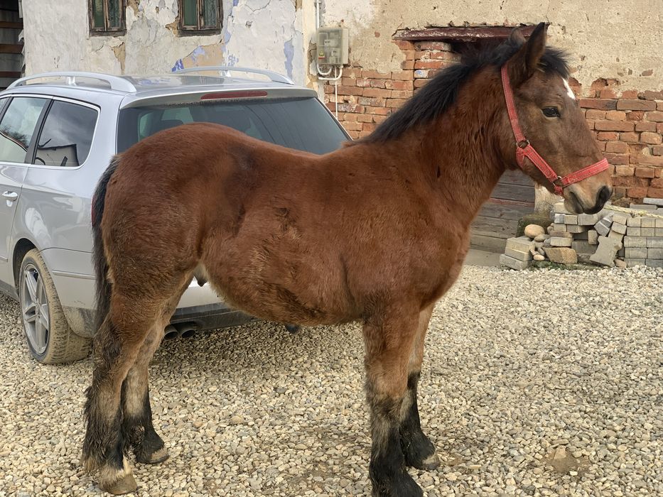 De vanzare manz la 5 luni