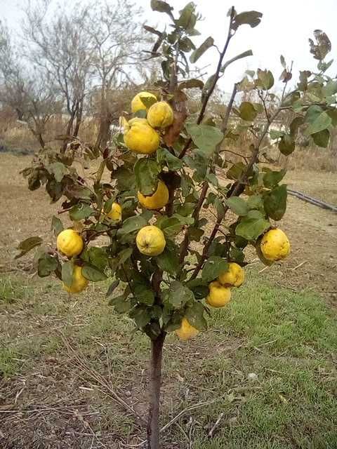 Vand teren agricol-gradina