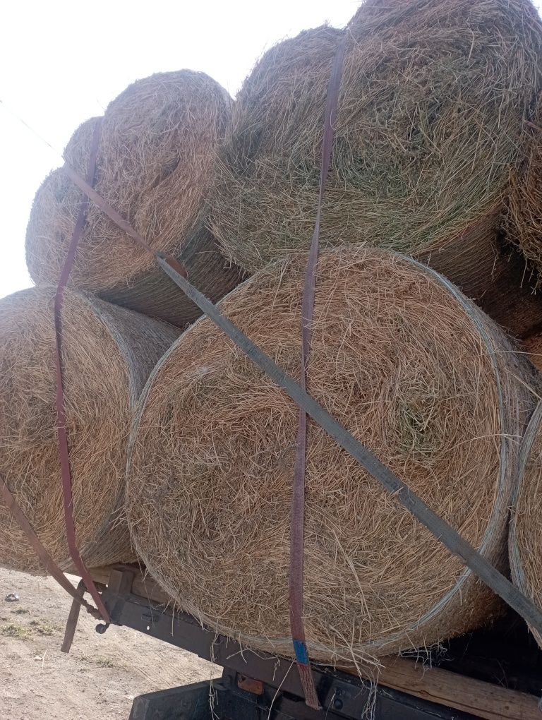 Baloți de lucernă de vânzare 120 120 rotunzi ,350
