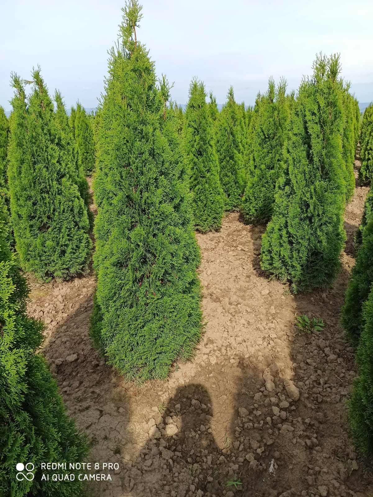 Vând tuia smarald columna braband lelandy Cedrus palmer bonsai