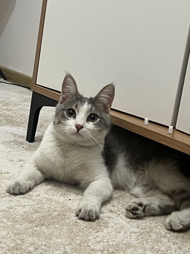 Котик в добрые руки