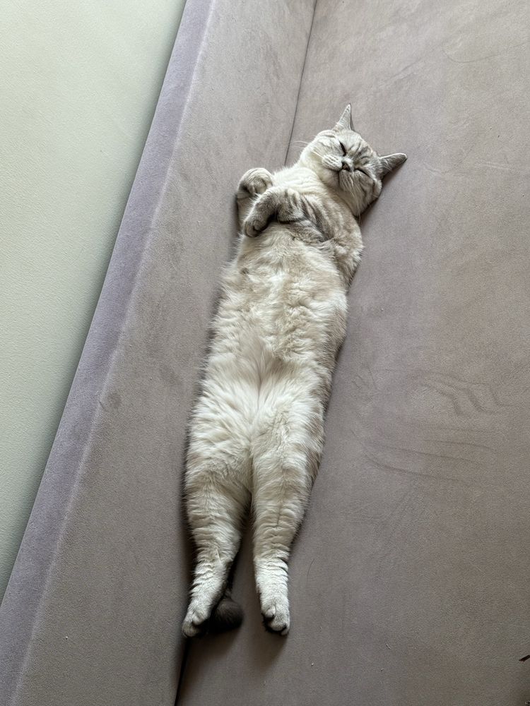 Кот на вязку скотиш страйт