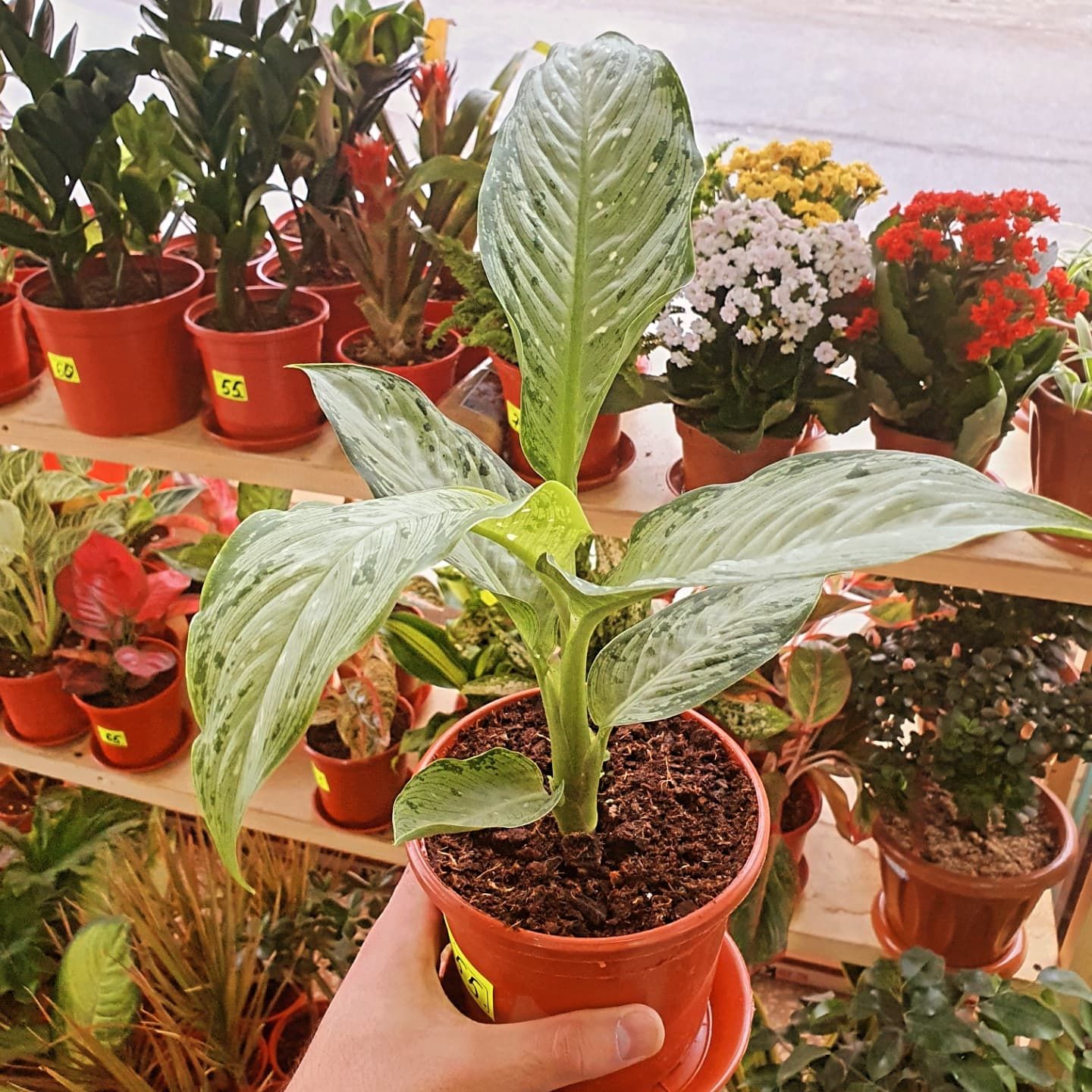 Aglonema аглонема