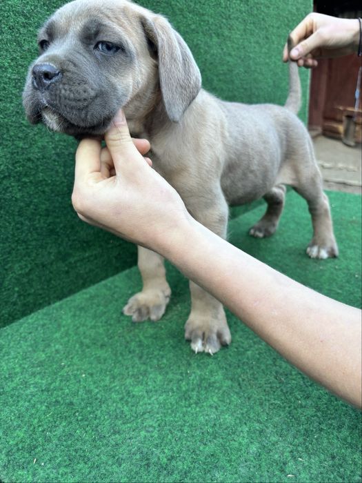 Mascul Cane Corso