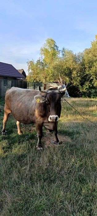 Vand vaca gestanta varsta 5 ani