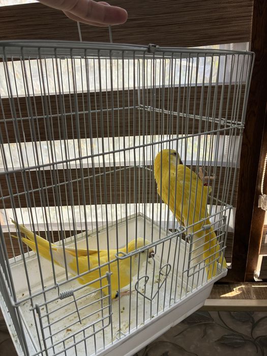 Попугай калита сотилади