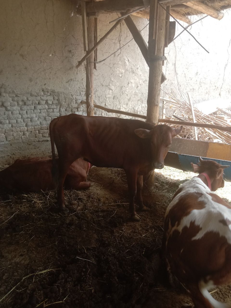 Mol sotiladi qiz bola