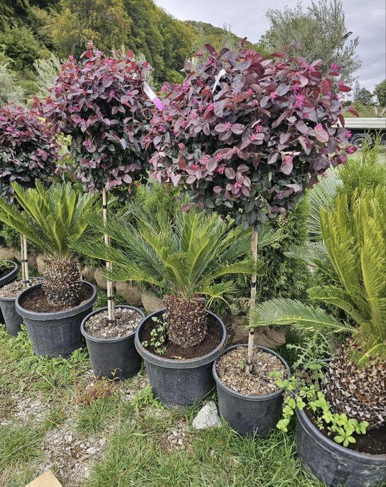 Plante Ormantale si Gazon Rulou CALITATE EXTRA