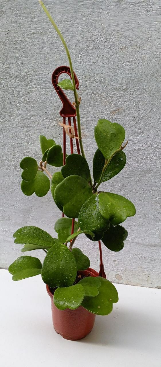 Хойя Керри(Hoya Kerrii) в наррде Зелёное сердце. Экзотическое растение