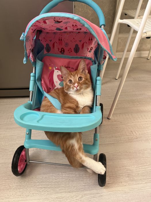 Отдам в хорошие руки!