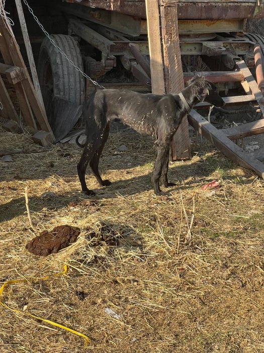 Продам тазы шенок