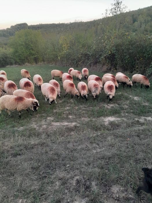 Vând 30 de oi miori și stramiori