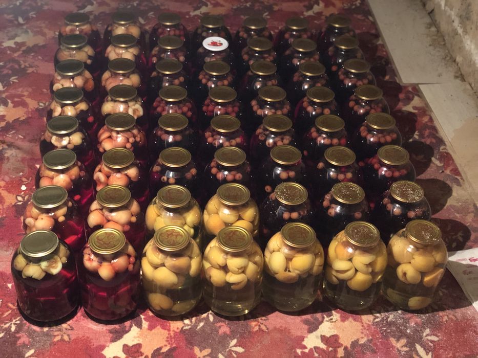 Домашиние кампоты