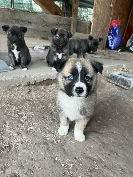 Donez spre adoptie pui din husky. Somova, Tulcea.