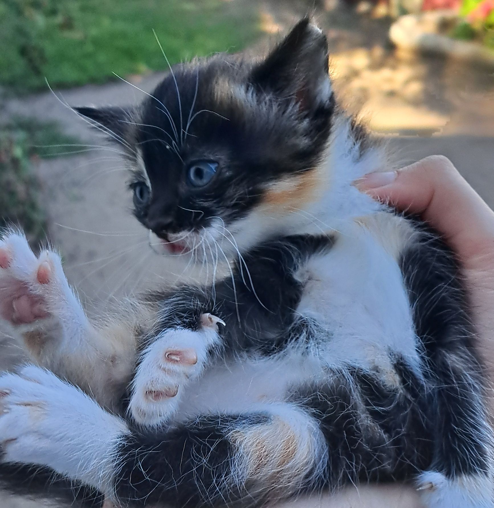 Котята бесплатно