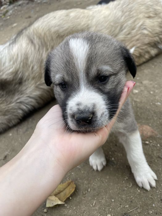 Подаряват се малки кученца кучета
