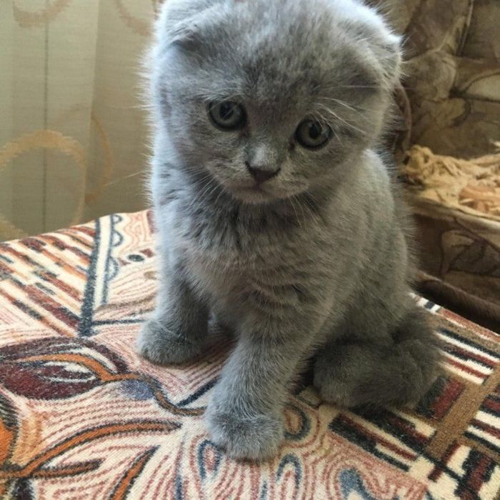 Продаются шотландские