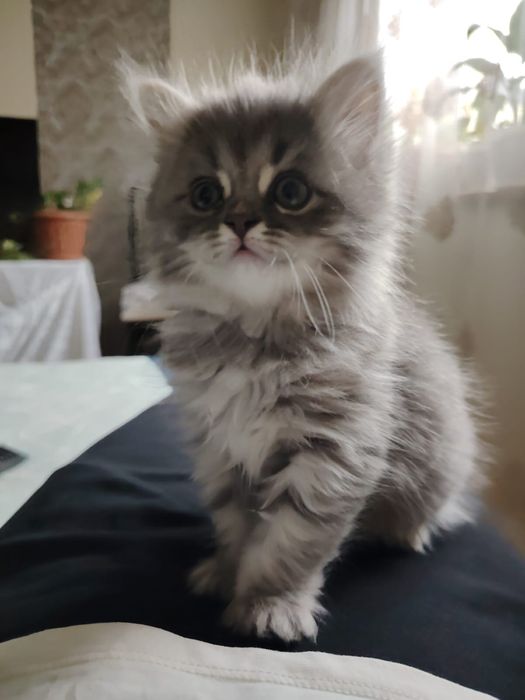 Отдам котенка в добрые руки