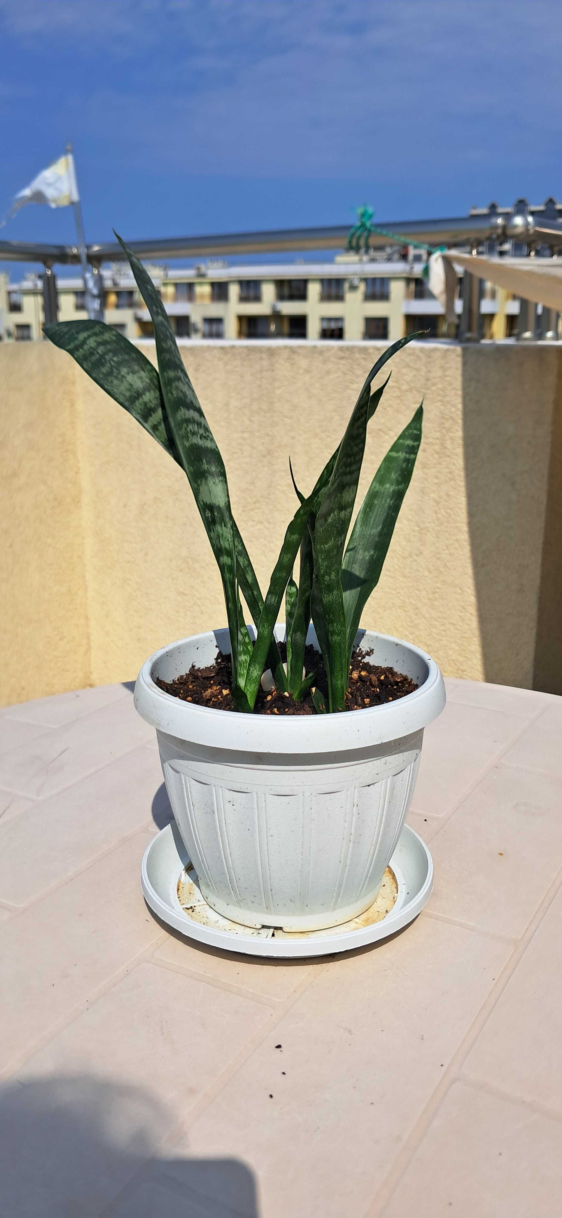 Сансевиера, Snake plant