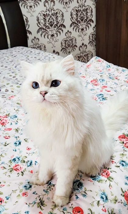 British longhair baiat superb cu ochii albastri intens
