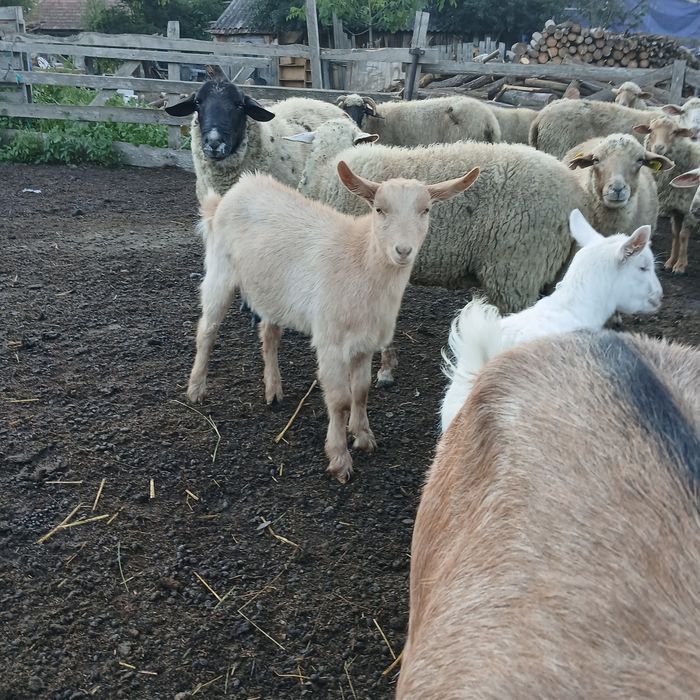 Capră cu iediță de vanzare !