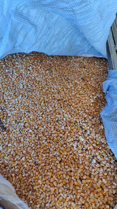 Vând porumb și orz