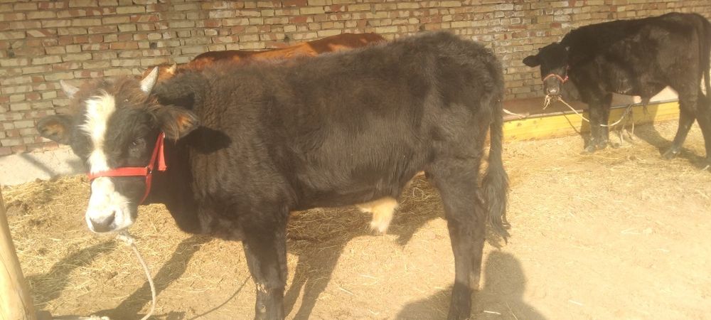 Boqiladigan Buqqala sotiladi