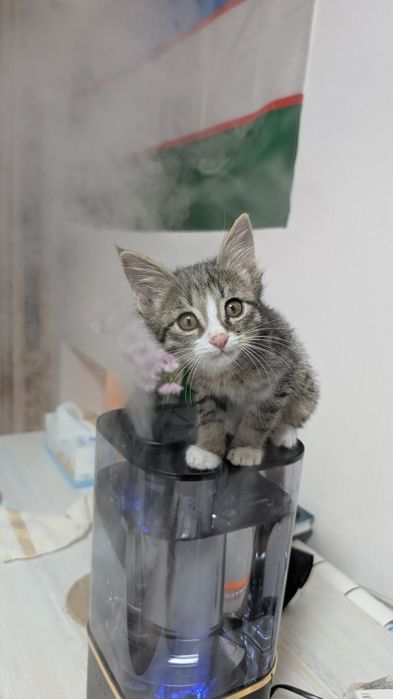 Котёнок в добрые руки!