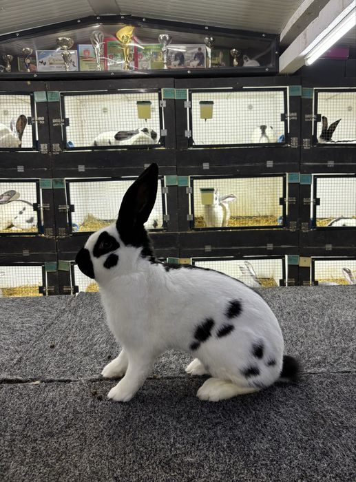 Mascul Uriaș Pestrit German