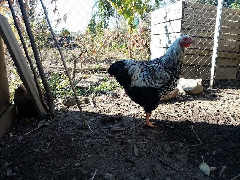 Cocos Wyandotte 2025