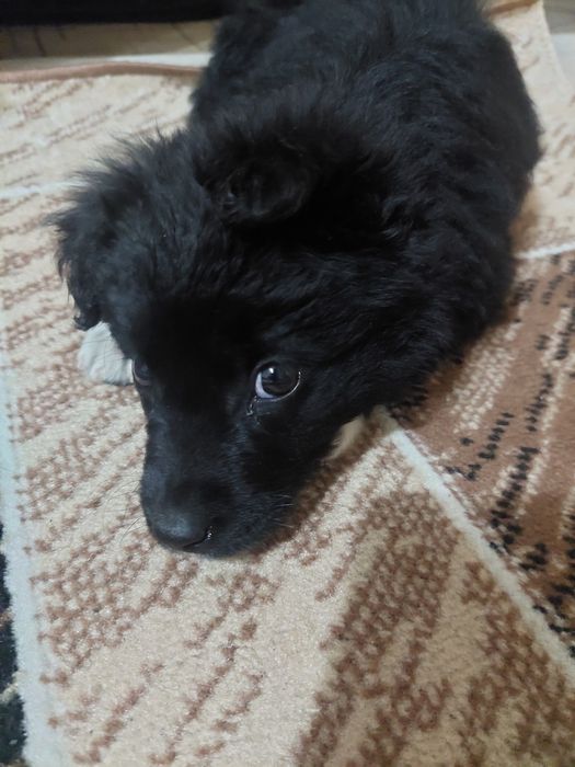 Отдам щенка девочка